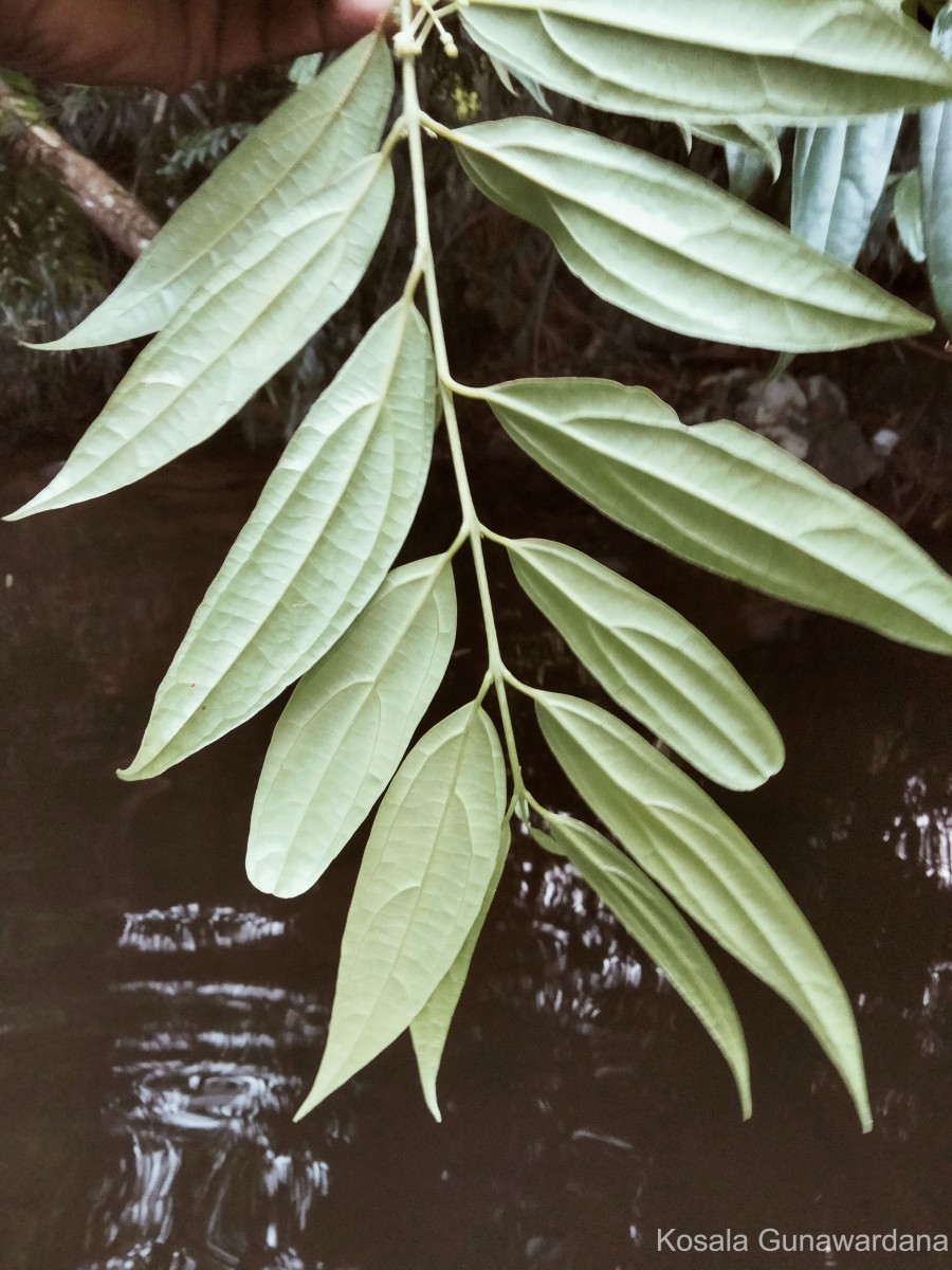 Hortonia angustifolia (Thwaites) Trimen